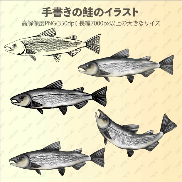 リアルな鮭のイラスト5種類 - 高解像度PNG 長辺7000px以上