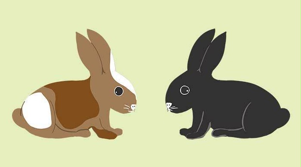 うさぎのベクターイラスト素材 