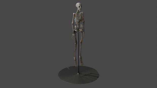【3D素材】人体模型の骨