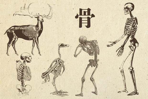 素材　骨