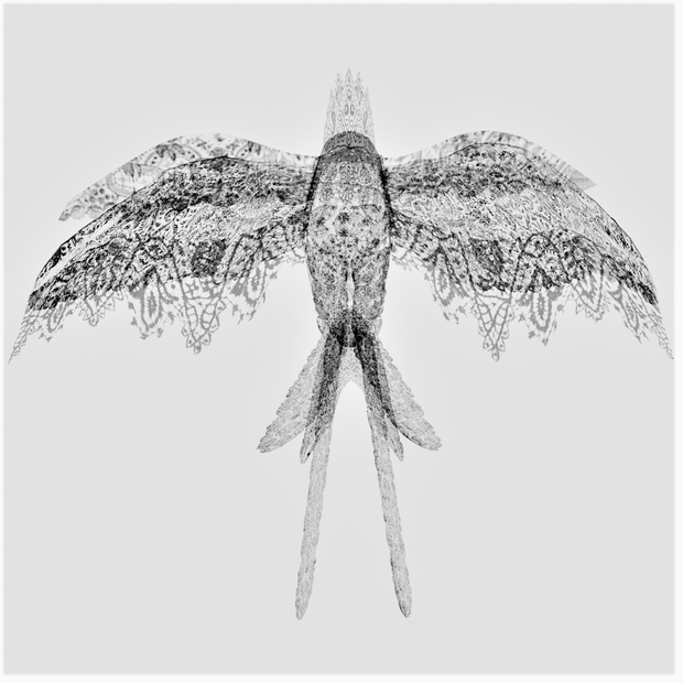 LaceBird【３Dモデル】