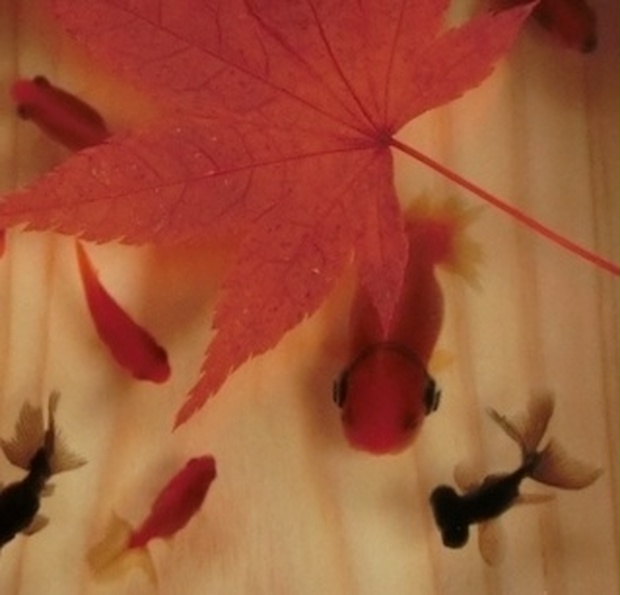 新宿樹脂アート 「咲×もみじ/紅」 こだわりの純日本製 プレゼント付き プリザーブドフラワー 紅葉 モミジ 皐月（さつき）