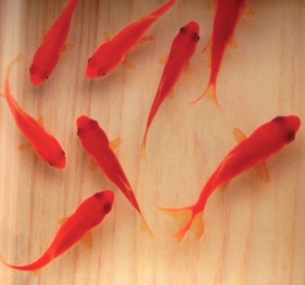 3D 金魚 ひのきアート 咲 日本製 桧 還暦祝い 誕生日 結婚 男性 女性 置物　赤 プレゼント ギフト 贈り物