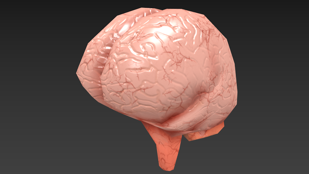 脳 Brain