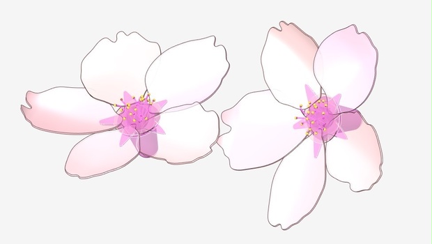 さくら 3Dモデル