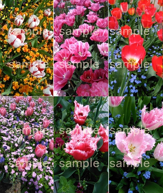 品種改良のチューリップ写真セット Yuru Neko Booth