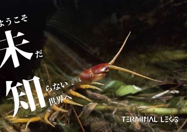 新たな挑戦 国内野生生物販売からの撤退 | ムカデ専門店 Terminal Legs