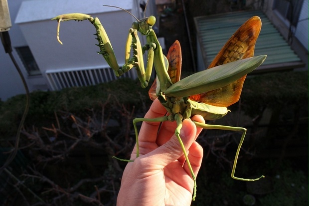 可動昆虫オオカマキリ