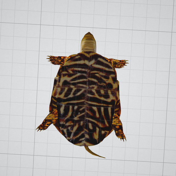 turtle