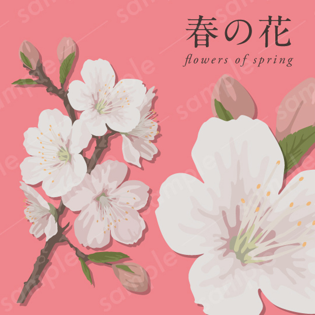 【春の花】白・ピンクの桜の花のリアル系ベクターイラスト【aiデータ】