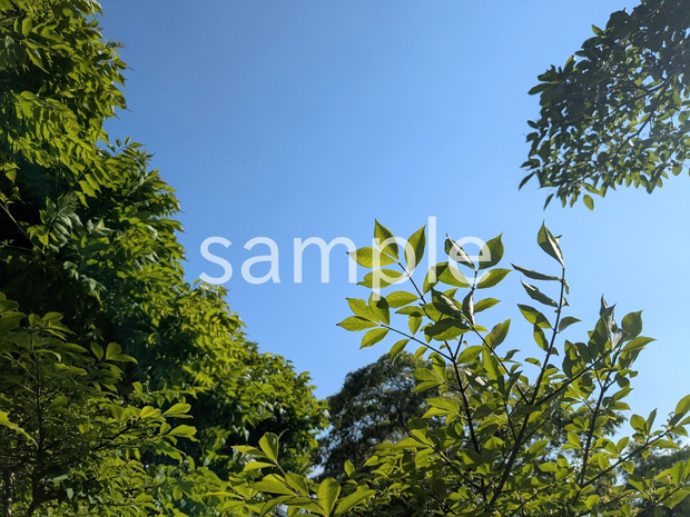 写真素材『空と木の葉2』