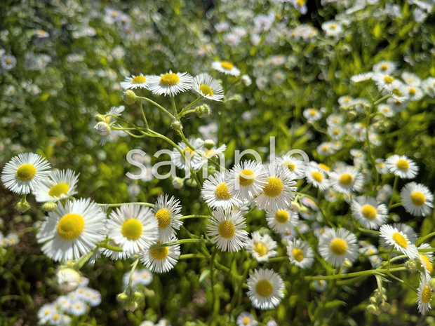 写真素材『ヒメジョオン5』