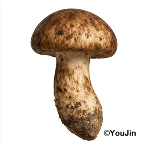 リアル松茸素材　/　Realistic Matsutake  Collection