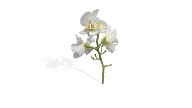Flower's Bundle
