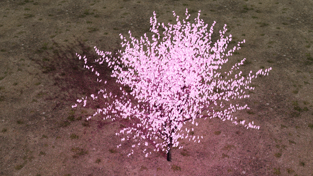 桜