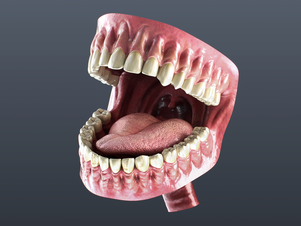 【３D素材】口の中モデル