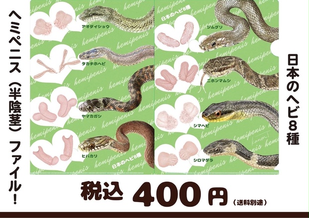 日本のヘビ8種ヘミペニスクリアファイル - Kanon Tanakaの生き物グッズ！ - BOOTH