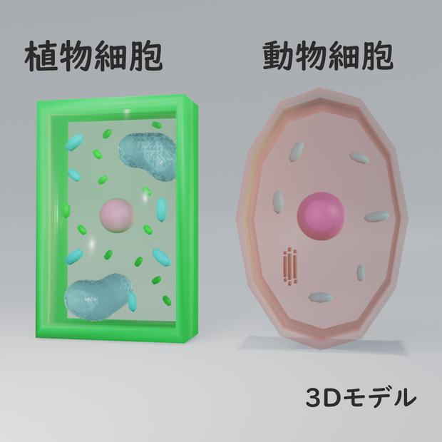 [3Dモデル]植物細胞　動物細胞　plant cell  animal cell