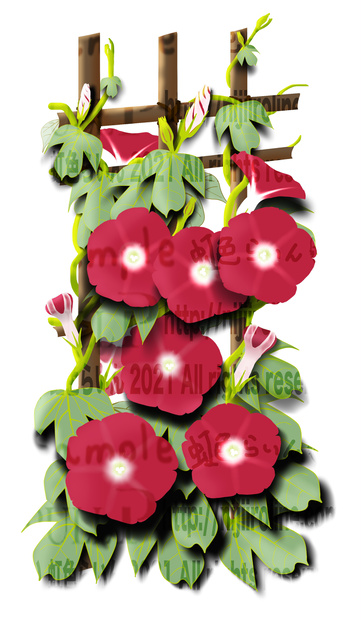 No.3 朝顔（1987 x 3418 px、350dpi、 jpg 、png）　