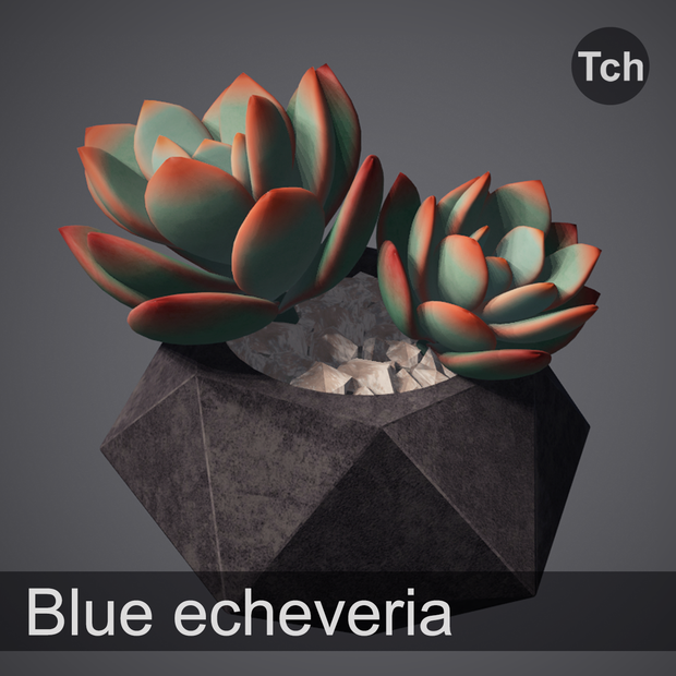 3D Blue echeveria: succulent in a pot || 3D 青いエケベリア: 鉢植えの多肉植物 