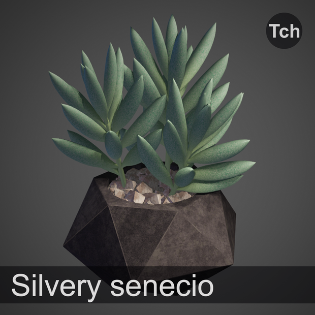 3D Silvery senecio: succulent in a pot || 3D 銀色のセネシオ: 鉢植えの多肉植物 
