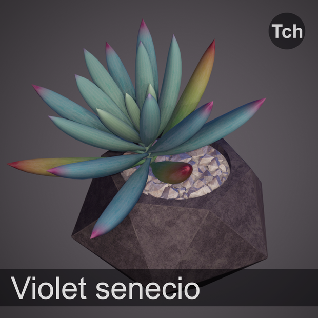 3D Violet senecio : succulent in a pot || 3D バイオレット セネシオ: 鉢植えの多肉植物 