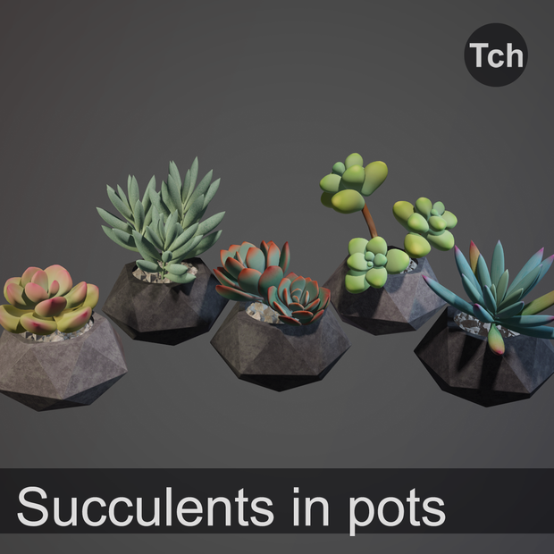 3D Succulents in pots (pack of 5 plants) || 3D 鉢植えの多肉植物（5本入りパック）