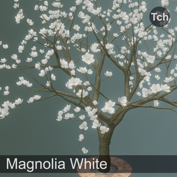 White magnolia tree (3D) || マグノリア ホワイト (3D)