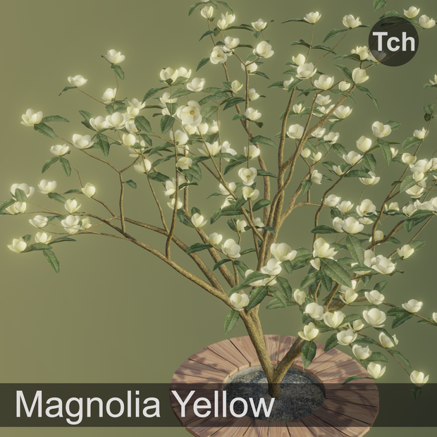 Yellow magnolia tree (3D) || マグノリア イエロー (3D)