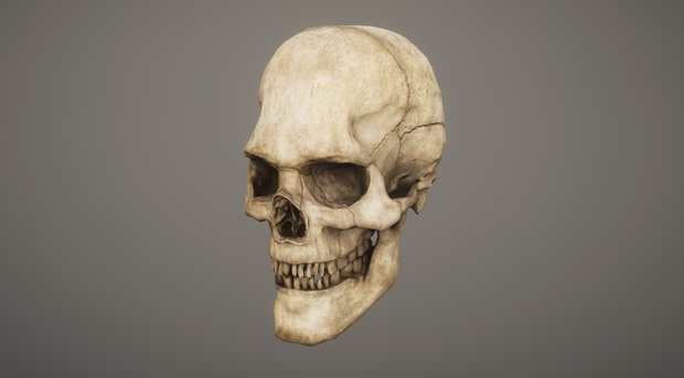【3Dモデル】Skull - 頭蓋骨