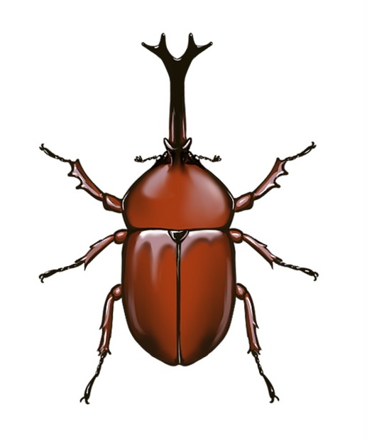 カブトムシ 久留米血統 成虫ペア♂85ミリ♀53ミリ【繁殖オオクワガタ】