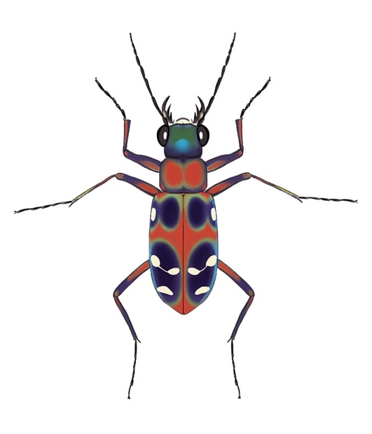 ★昆虫標本★【オオエンマハンミョウ 】ザンビア産（ペア） ☆昆虫標本☆【オオエンマハンミョウ 】ザンビア産（ペア） ☆昆虫標本