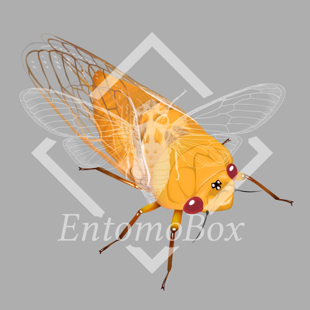 Cyclochila australasiae (Yellow monday)