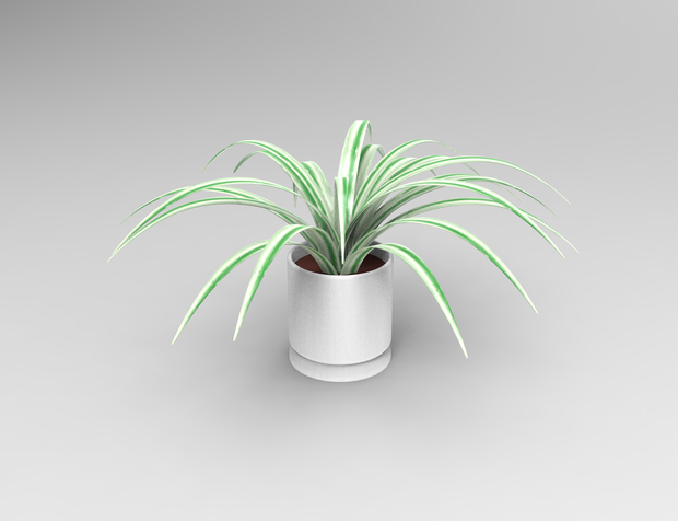 【 FREE 】 Spider plant 3D model