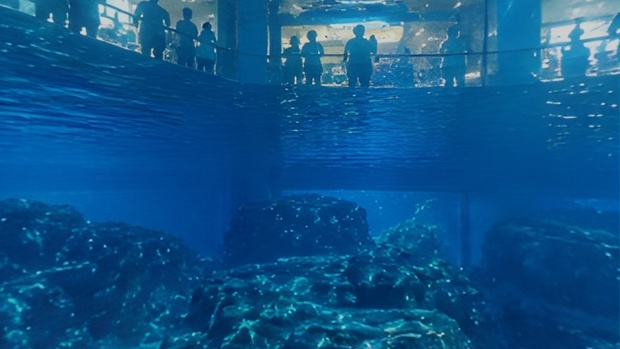 【ワールド・環境】水族館の魚の気持ち 水槽からみた世界 SKYBOXマテリアル