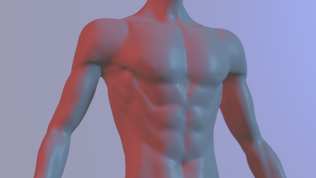 3D可動胴体モデル