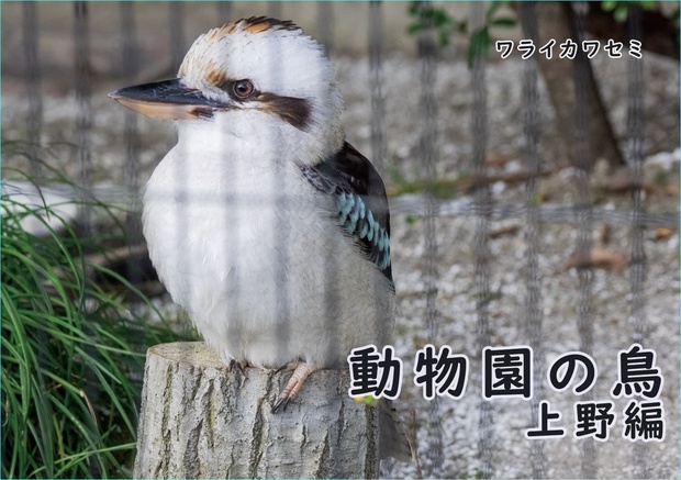 動物園の鳥上野編 Geppaku Photos Booth