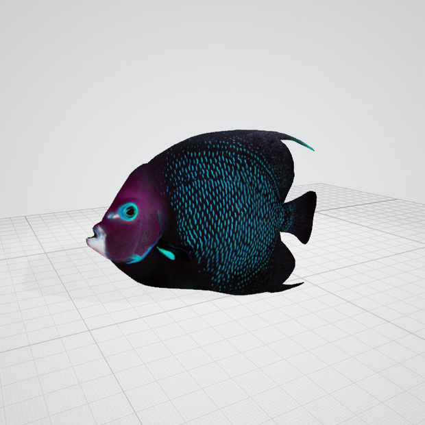 3dモデル　魚　観賞魚　aquariumfish