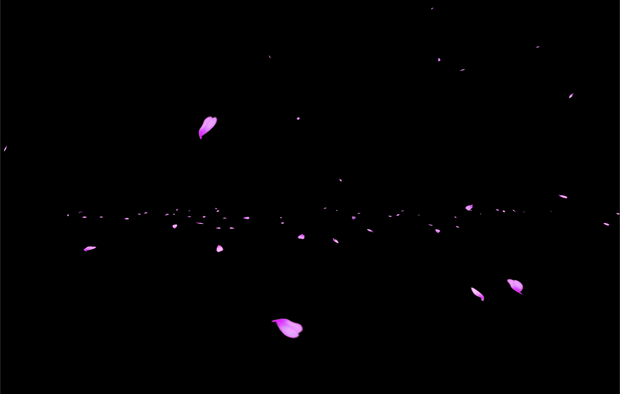 Cherry Blossoms Falling