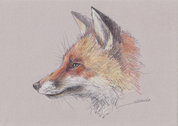 狐の鉛筆画 狐の鉛筆画 - メルカリ