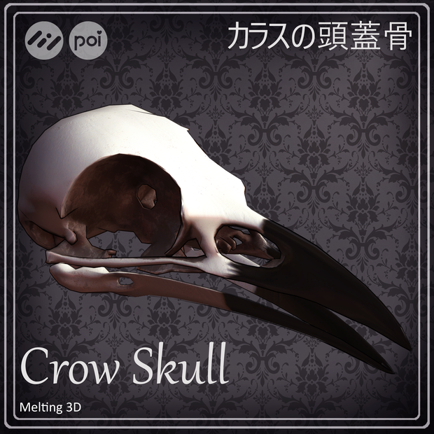 Crow Skull カラスの頭蓋骨