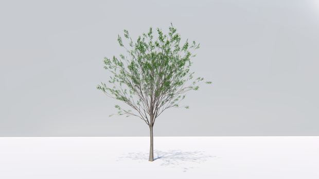 ケヤキの3Dモデル　     Zelkova serrata　