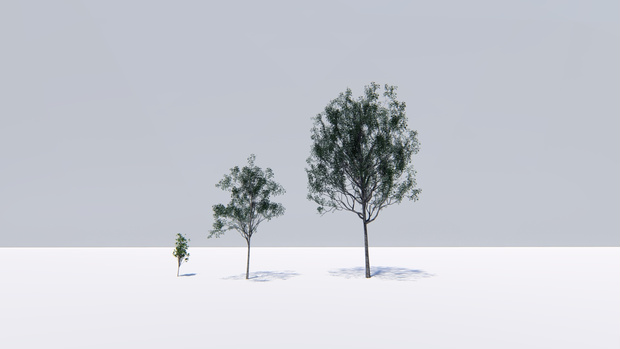 カゴノキ　　　　Litsea coreana