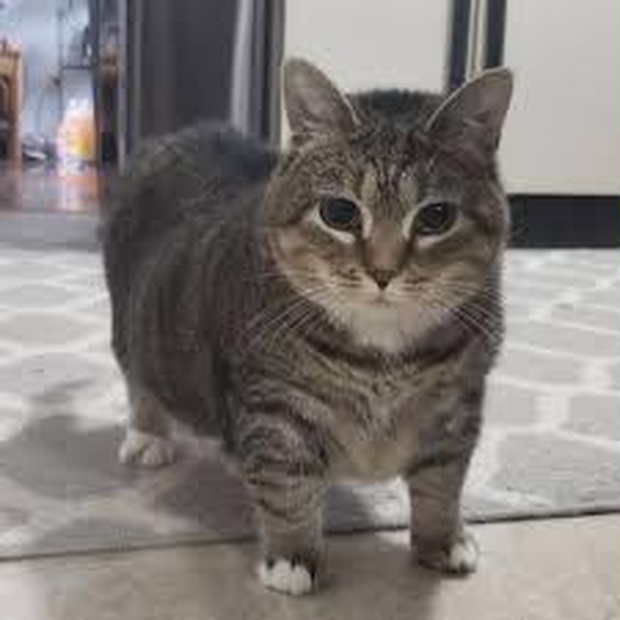 【VRChat想定】頭上でくるくる回るOIIA CAT【小物・アクセサリー】