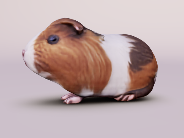 (fbx) モルモット