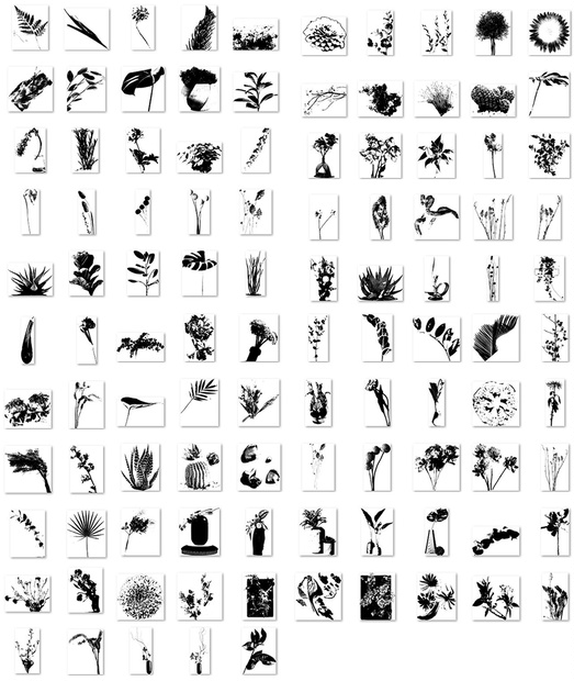  植物と季節：All-in-oneブラシセット ABR/SUT/PNG – 100点