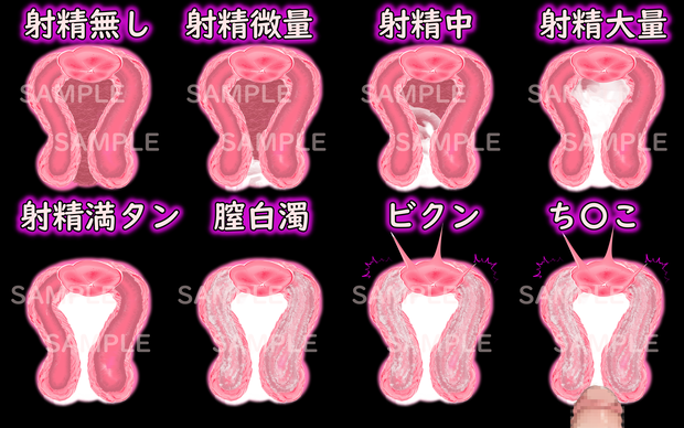 膣内断面図（射精）
