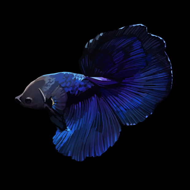 【ココフォリア用透過素材】ベタと金魚