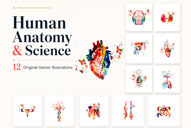 カラフル人体解剖イラスト素材 12点 | Colorful Human Anatomy Vector Illustration Set