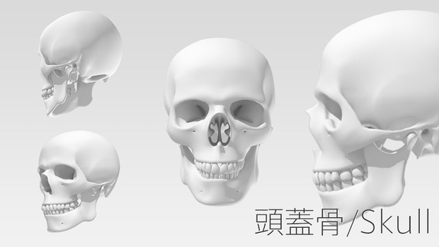 3Dデータ：頭蓋骨／Skull